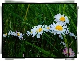 Kwiaty, Wiosenne, Stokrotki, Trawa