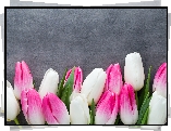 Kwiaty, Tulipany, Różowo-białe, Tło szare