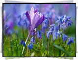 Kwiaty, Krokus, Cebulice syberyjskie, Trawa, Rozmycie
