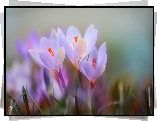 Trzy, Fioletowe, Krokusy, Kwiaty