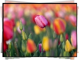 Kwiaty, Kolorowe, Tulipany, Różowy, Tulipan, Pąki