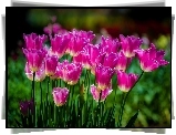 Kwiaty, Tulipany