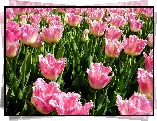 Kwiaty, Tulipany