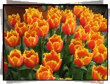 Kwiaty, Tulipany