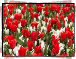 Kwiaty, Tulipany