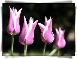 Kwiaty, Tulipany