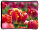 Kwiaty, Tulipany