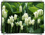 Kwiaty, Białe, Tulipany, Liście