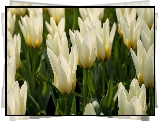 Kwiaty, Białe, Tulipany, Zbliżenie