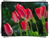 Tulipany, Kwiaty, Deszcz