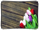 Kwiaty, Kolorowe, Tulipany, Deski