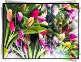 Kwiaty, Kolorowe, Tulipany, Grafika