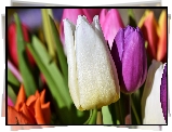 Kwiaty, Kolorowe, Tulipany, Zbliżenie
