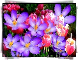 Kwiaty, Krokusy, Tulipany, Fractalius