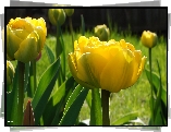 Żółte, Tulipany, Kwiaty, Wiosenne