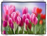 Kwiaty, Biało-różowe, Tulipany, Rozmycie