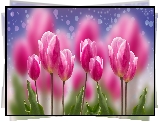 Kwiaty, Różowe, Tulipany, Rozmycie