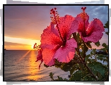 Hibiskusy, Kwiaty, Zachód słońca, Grafika