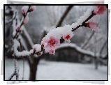 Śnieg, Kwitnąca, Wiśnia