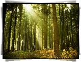 Las, Promienie, Słońca, Paprocie