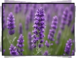 Lawenda, Fioletowy, Kwiat