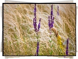 Kwiaty, Lawenda, Trawa