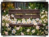 Białe, Kwiaty, Lilie, Ławka
