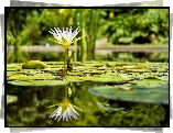 Nenufary, Lilia wodna