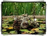 Lilie, Wodne, Kamienie, Rosliny
