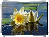 Kwiaty, Lilie, Wodne