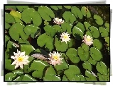 Kwiaty, Lilie Wodne