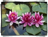 Kwiaty, Trzy, Różowe, Lilie wodne, Liście