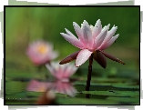 Lilie, Wodne, Nenufary, Kwiaty