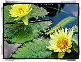 Żółte, Lilie, Wodne