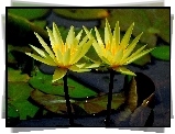 Żółte, Lilie, Wodne