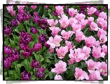 Fioletowe, Liliowe, Tulipany