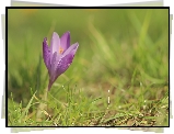 Liliowy, Krokus, Trawa, Zbliżenie