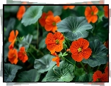 Pomarańczowe, Kwiaty, Nasturcje, Liście