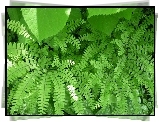 Zielone, Liście, Paprocie