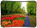 Lisse, Park, Keukenhof, Tulipany Szafirki, Spacerowicze
