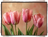 Cztery, Różowe, Tulipany, Listki