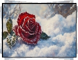Śnieg, Czerwona, Róża, Listki, Śnieg, Szron