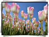 Tulipany, Listki, Niebo