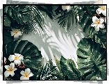 Plumeria, Kwiaty, Liście, Monstera, Światło, Cień, Grafika