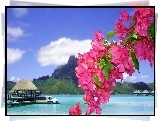 Morze, Tropiki, Pomosty, Kwiaty, Bugenwilla