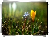 Żółty, Krokus, Niebieski, Kwiatek