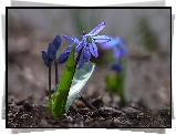 Kwiatek, Niebieski, Cebulica