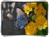 Niebieski, Motyl, Żółte, Kwiaty
