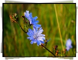Niebieskie, Polne, Kwiaty, Cykoria podróżnik