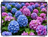 Niebieskie, Różowe, Hortensje